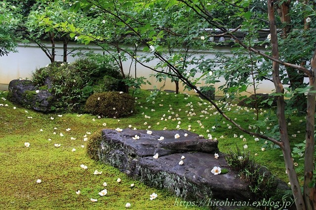 京都 妙心寺 東林院 沙羅の花を愛でる会 暮らしを紡ぐ