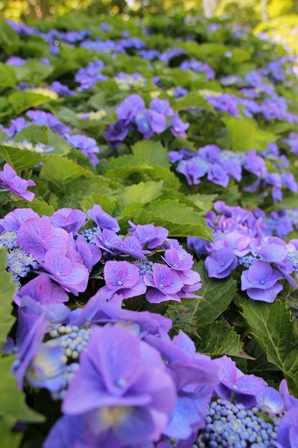 淡路島公園 Enjoy Yourself 淡路島公園 Enjoy Yourself