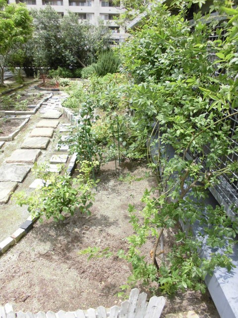 モッコウバラの剪定と根に毒のあるタンジー Natural Gardening