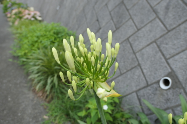 f0369014_15001351.jpg