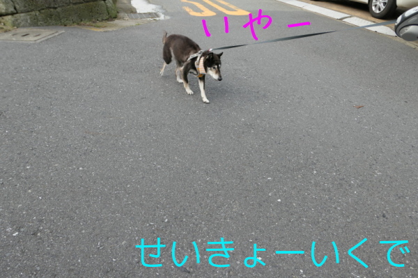 f0369014_15183133.jpg