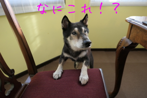 f0369014_15225361.jpg