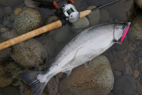 18 九頭龍川サクラマス回顧 64cm River Trekker