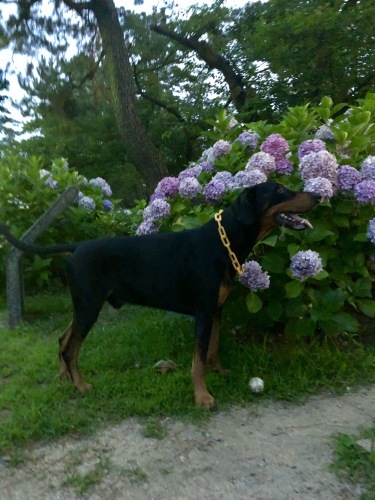 c0324418_15525467.jpeg