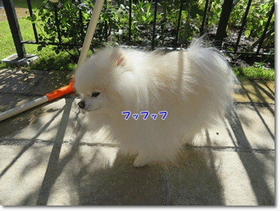 b0167519_22011772.gif