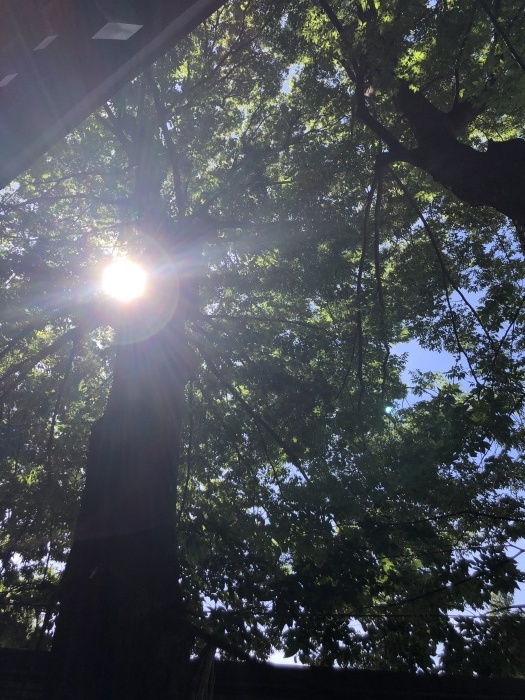 鎌倉散策と夏越の祓え_a0169924_21380335.jpeg