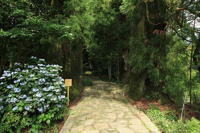 熊野古道 大門坂散策(その1)(撮影:6月22日)_e0321325_10542626.jpg