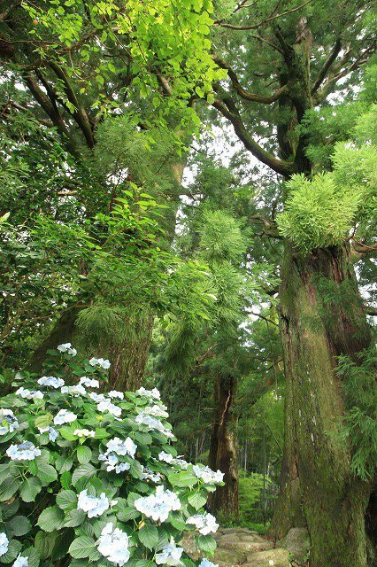 熊野古道 大門坂散策(その1)(撮影:6月22日)_e0321325_10581286.jpg