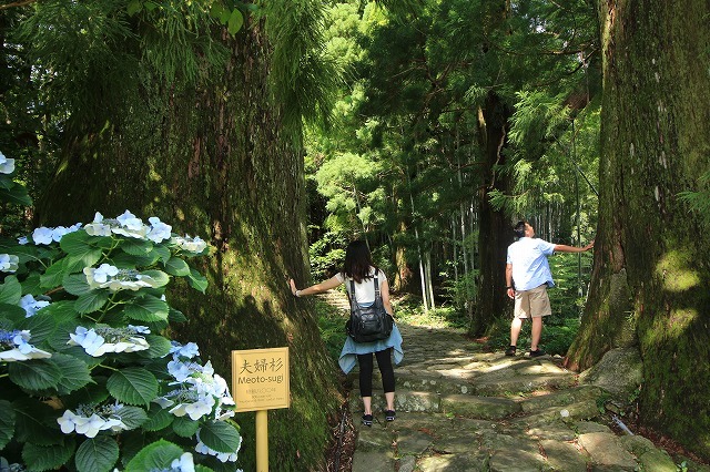 熊野古道 大門坂散策(その1)(撮影:6月22日)_e0321325_10585730.jpg