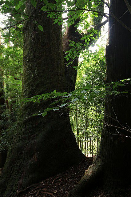 熊野古道 大門坂散策(その2)(撮影:6月22日)_e0321325_15191918.jpg