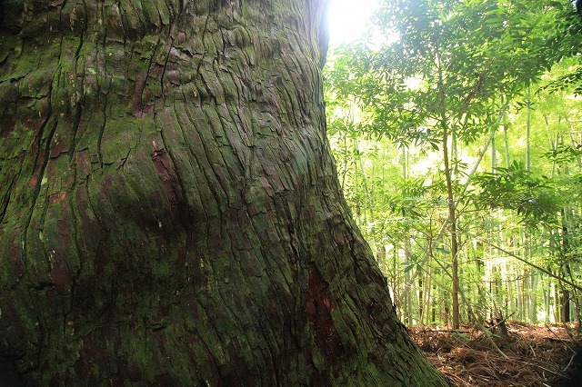 熊野古道 大門坂散策(その2)(撮影:6月22日)_e0321325_15193502.jpg