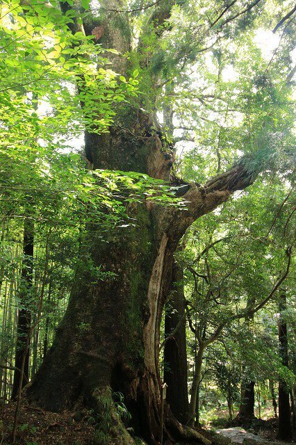 熊野古道 大門坂散策(その2)(撮影:6月22日)_e0321325_15200384.jpg