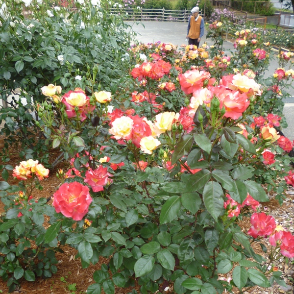 d0352628_10194194.jpg