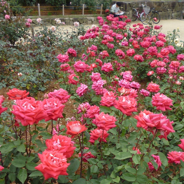 d0352628_90056.jpg