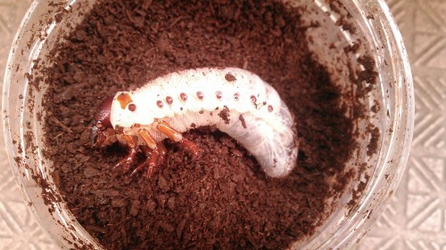 ヘラクレス ヘラクレス 幼虫 こっけの備忘録