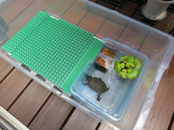 亀の飼育box作製 日々是好日 なかじま接骨院 院長のブログ