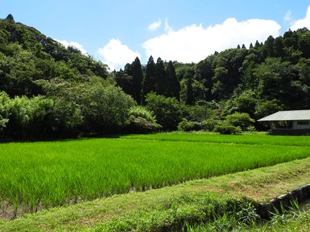 田に現れる生きものたち_a0123836_14242544.jpg