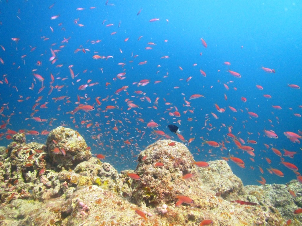 a0189838_05272531.jpg