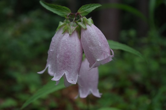 梅雨明け？_f0114346_07425874.jpg