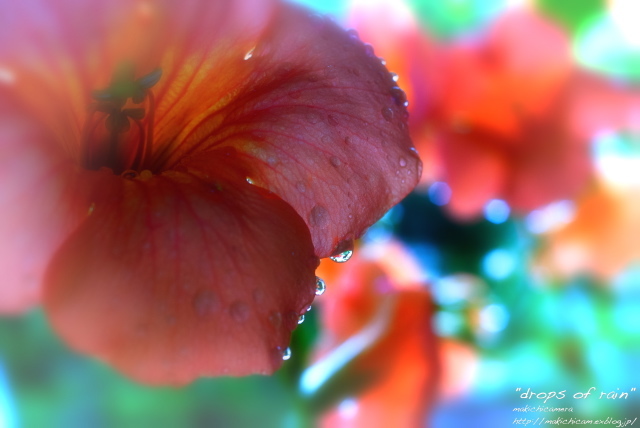 ”drops of rain”_a0206748_21082720.jpg