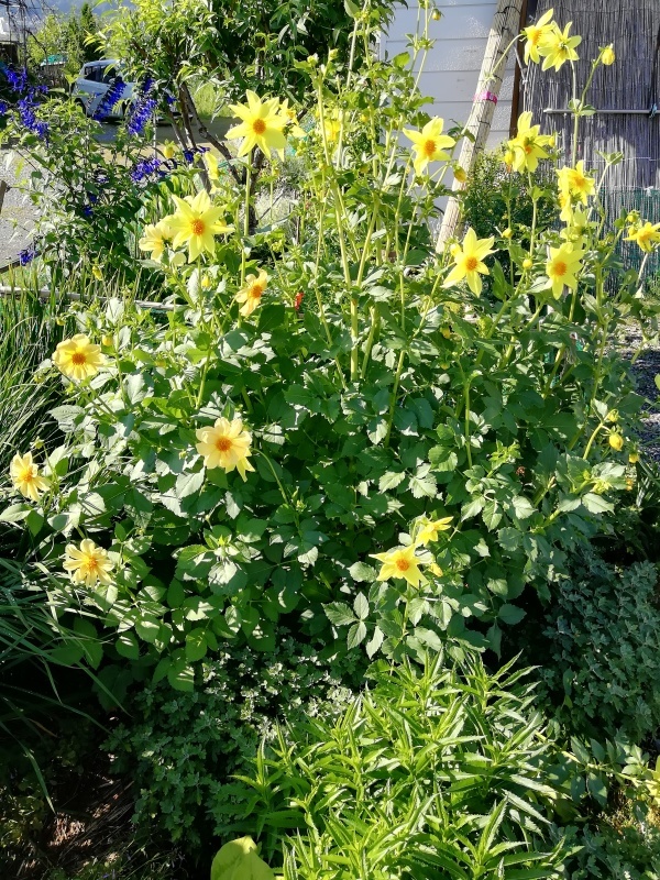 飯田の植えっぱなしダリア_b0370055_09081568.jpg