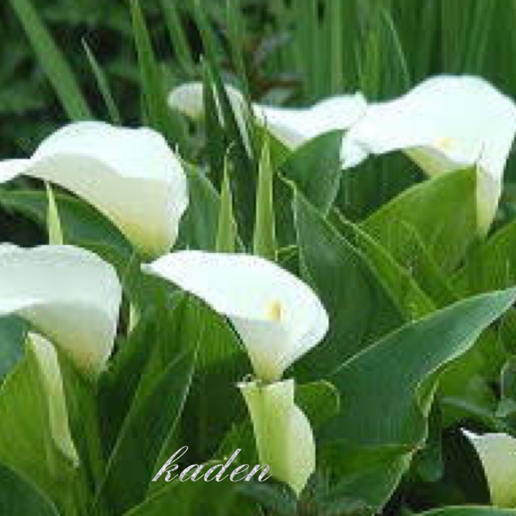 シンプルライフ    ひとりごと_d0237757_03422688.jpeg