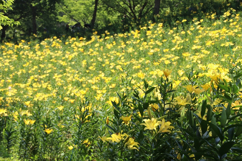 可睡ゆりの園･2　～黄色のゆりの丘～♪_a0167759_0433544.jpg