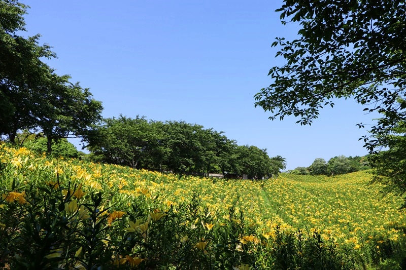 可睡ゆりの園･2　～黄色のゆりの丘～♪_a0167759_0475168.jpg