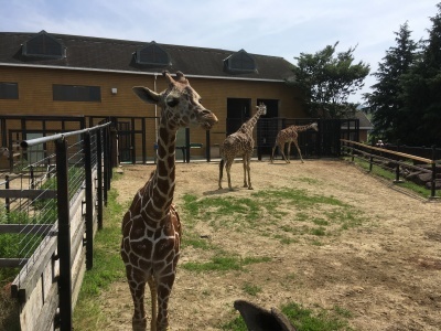 a0295764_21403388.jpeg