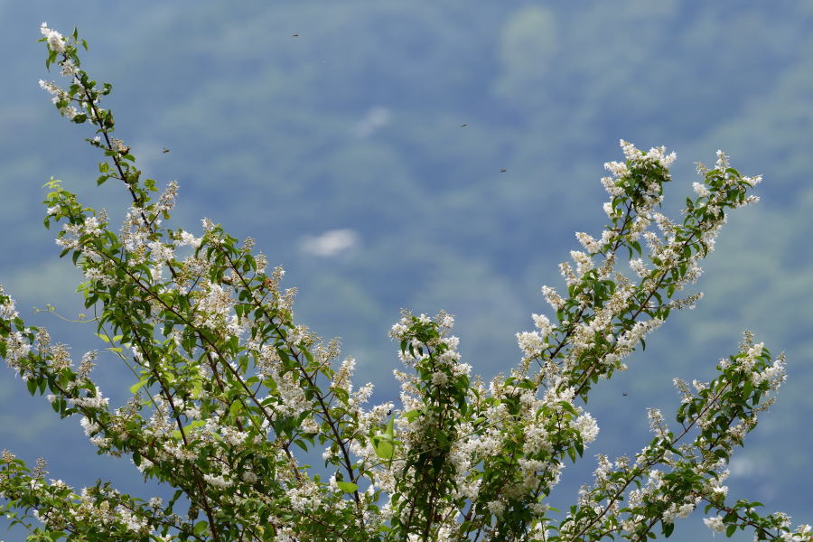 箱根　雨の中の植物観察会_b0346568_11490622.jpg