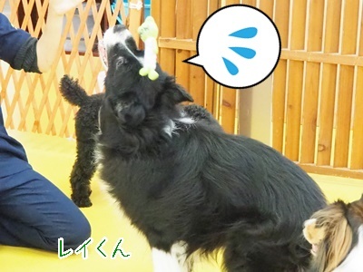 大雨☂雷⚡そんな日は…_f0357682_17213716.jpg