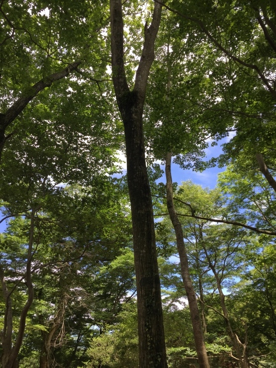 b0098584_14313025.jpeg
