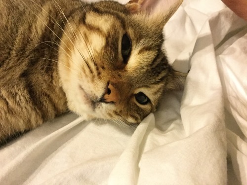おしゃべり((o(^∇^)o))_e0358096_00305979.jpeg