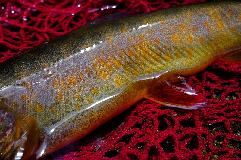 c0339900_09301705.jpg