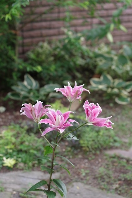 e0271409_00003324.jpg