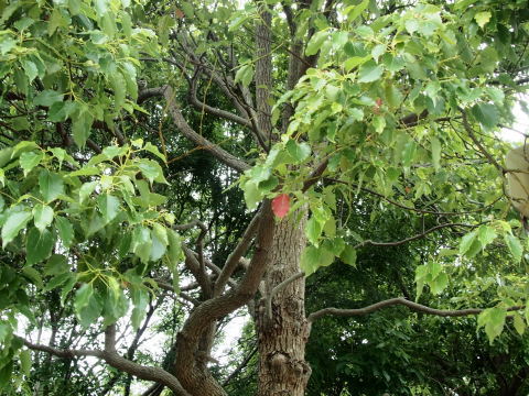 f0324510_00282312.jpg