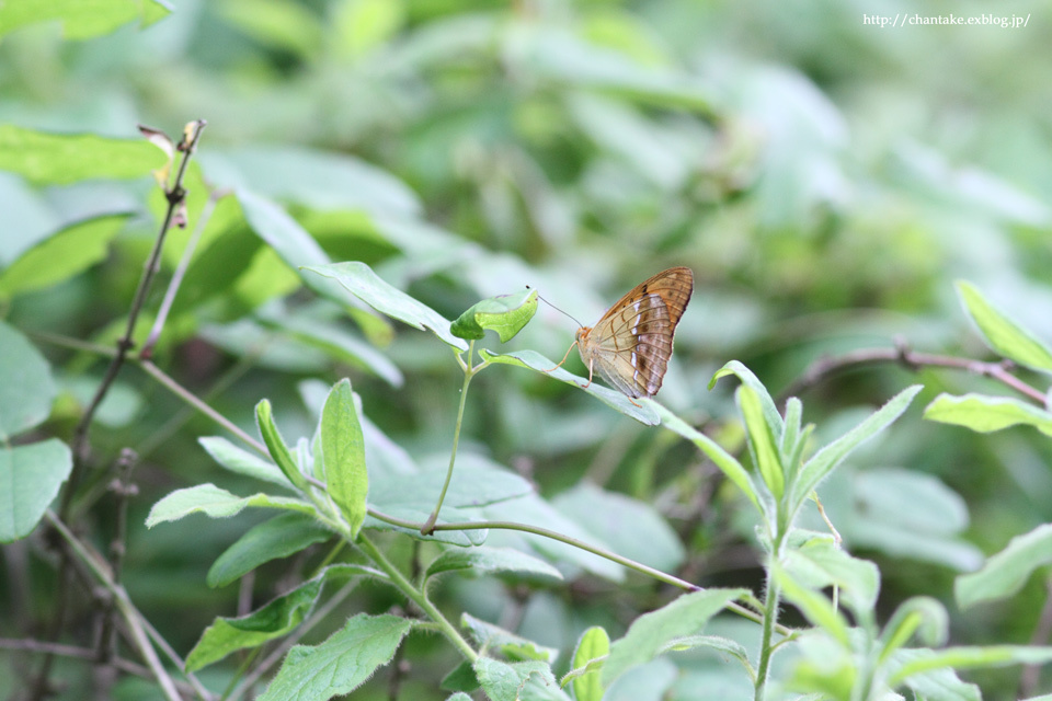 ヒョウモンチョウの飛び交う高原にて_c0189013_03513959.jpg