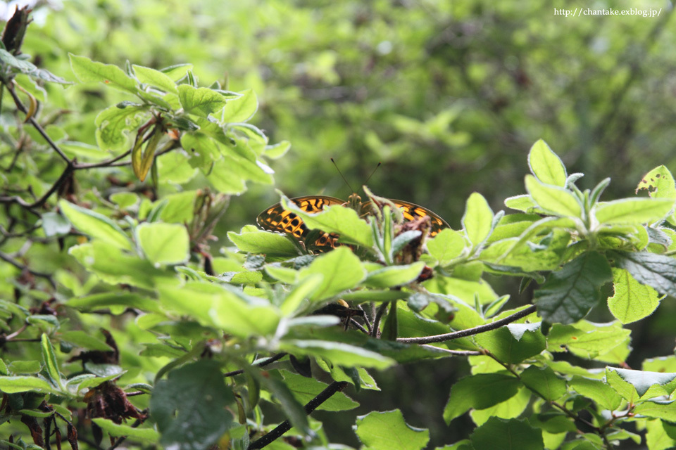 ヒョウモンチョウの飛び交う高原にて_c0189013_03574280.jpg