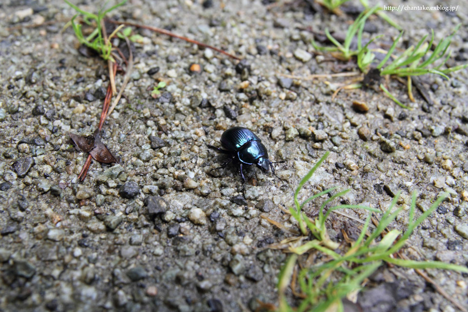 ヒョウモンチョウの飛び交う高原にて_c0189013_04091685.jpg