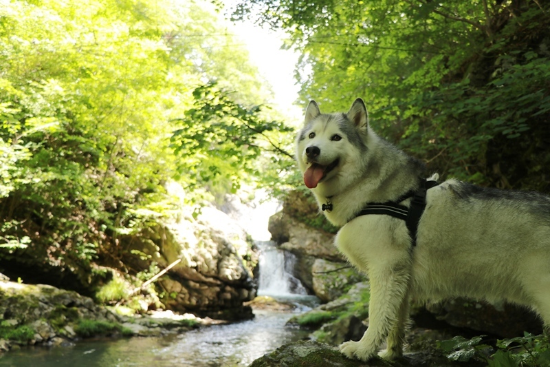 八ヶ岳アンブレラスカイから八ヶ岳川散歩_b0207615_22223721.jpg