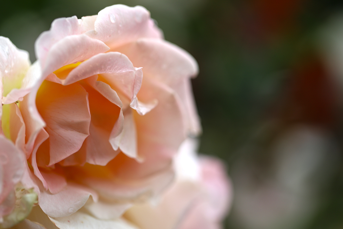 雨の日の薔薇園_c0082715_11373277.jpg