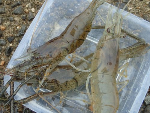 烏賊で海老を釣る_a0315918_11405267.jpg