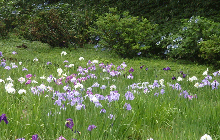 明治神宮の花菖蒲_b0365823_20354526.gif