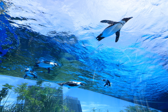 【池袋サンシャイン水族館】- 空飛ぶペンギン -_f0348831_18090575.jpg