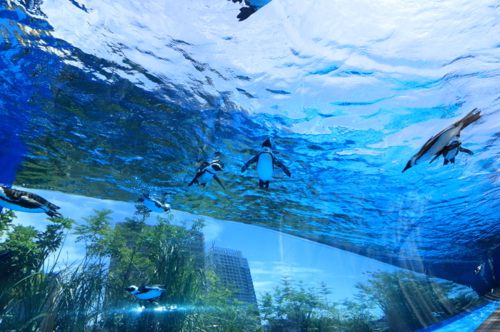 【池袋サンシャイン水族館】- 空飛ぶペンギン -_f0348831_18090943.jpg