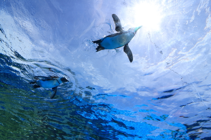 【池袋サンシャイン水族館】- 空飛ぶペンギン -_f0348831_18092079.jpg