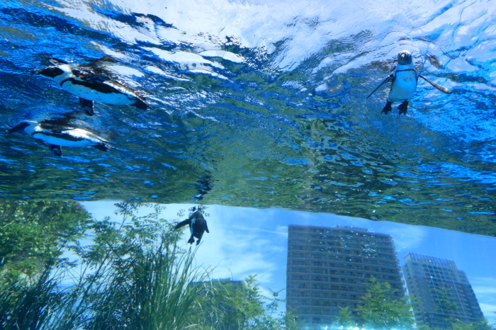 【池袋サンシャイン水族館】- 空飛ぶペンギン -_f0348831_18092397.jpg