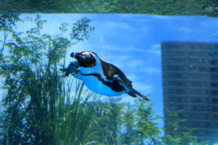 【池袋サンシャイン水族館】- 空飛ぶペンギン -_f0348831_18092645.jpg