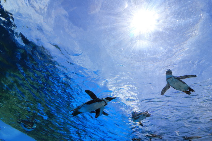 【池袋サンシャイン水族館】- 空飛ぶペンギン -_f0348831_18093365.jpg