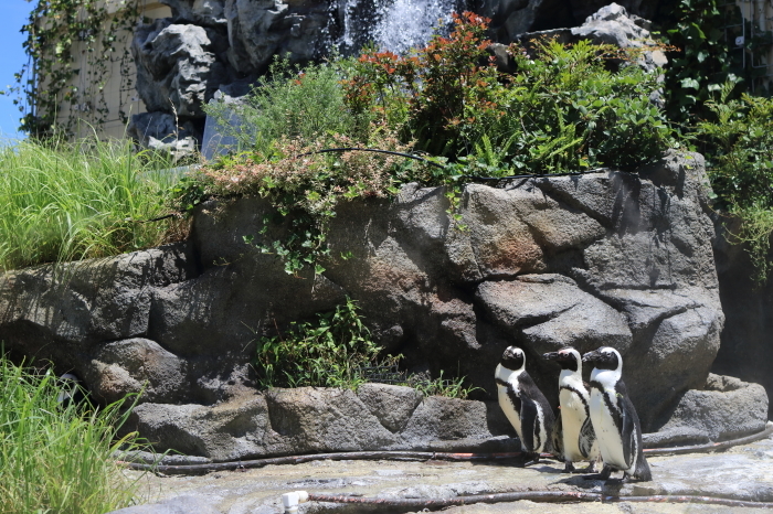 【池袋サンシャイン水族館】- 空飛ぶペンギン -_f0348831_18133881.jpg